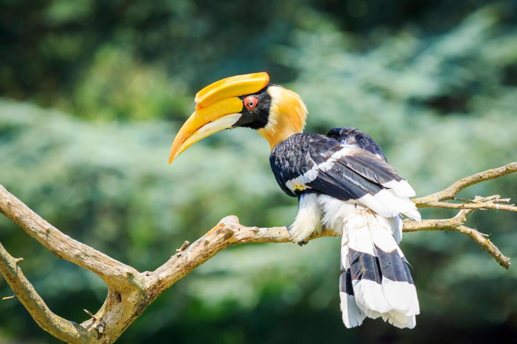 Horn Bill * Thekkady