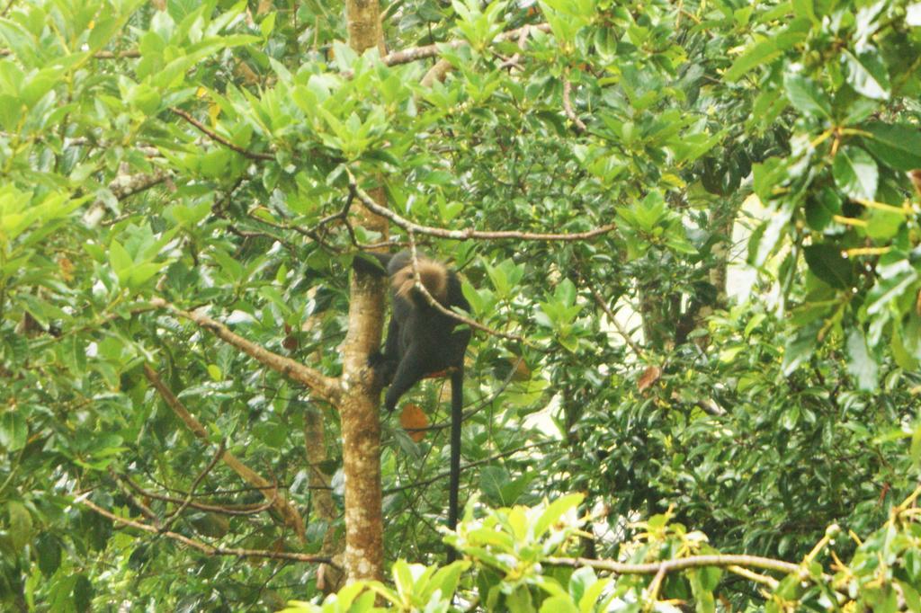 Homestay Horn Bill Thekkady